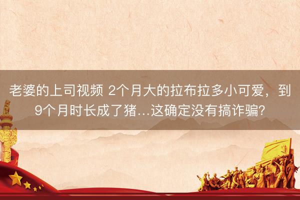 老婆的上司视频 2个月大的拉布拉多小可爱,到9个月时长成了猪…这确定没有搞诈骗?